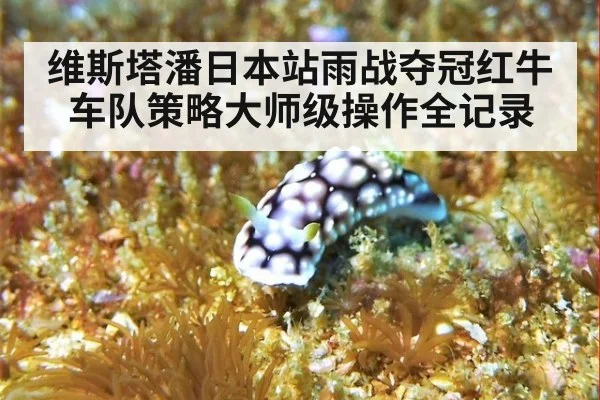 维斯塔潘日本站雨战夺冠红牛车队策略大师级操作全记录