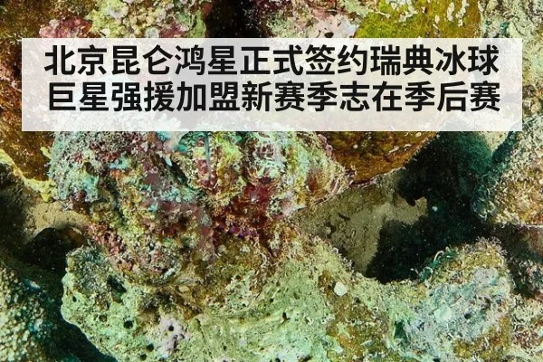 北京昆仑鸿星正式签约瑞典冰球巨星强援加盟新赛季志在季后赛
